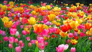 tulipános mező