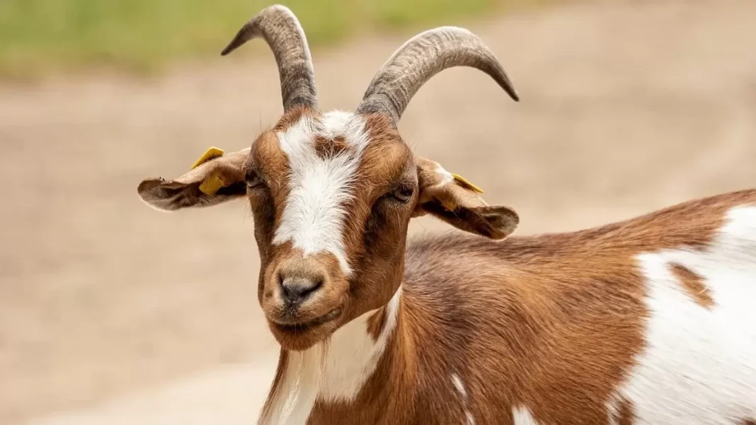 kiskérődzők pestise