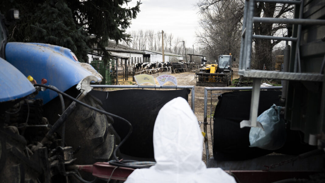 ragadós száj- és körömfájás