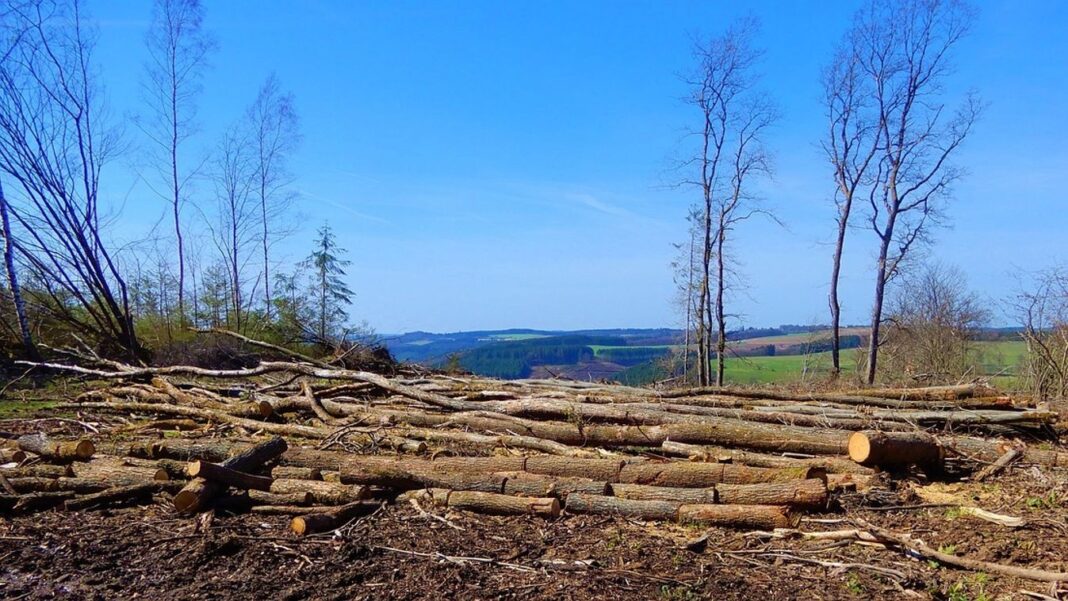 Kárpátalja erdőirtás