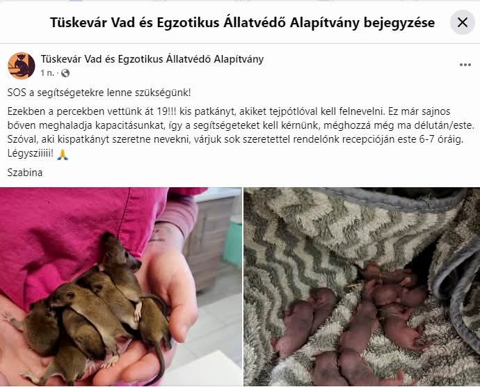patkánymentés