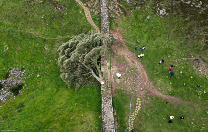 leghíresebb platánfáját