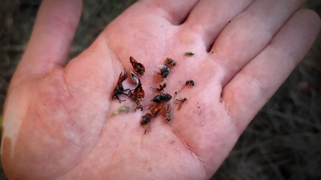 kémiai szúnyogirtás