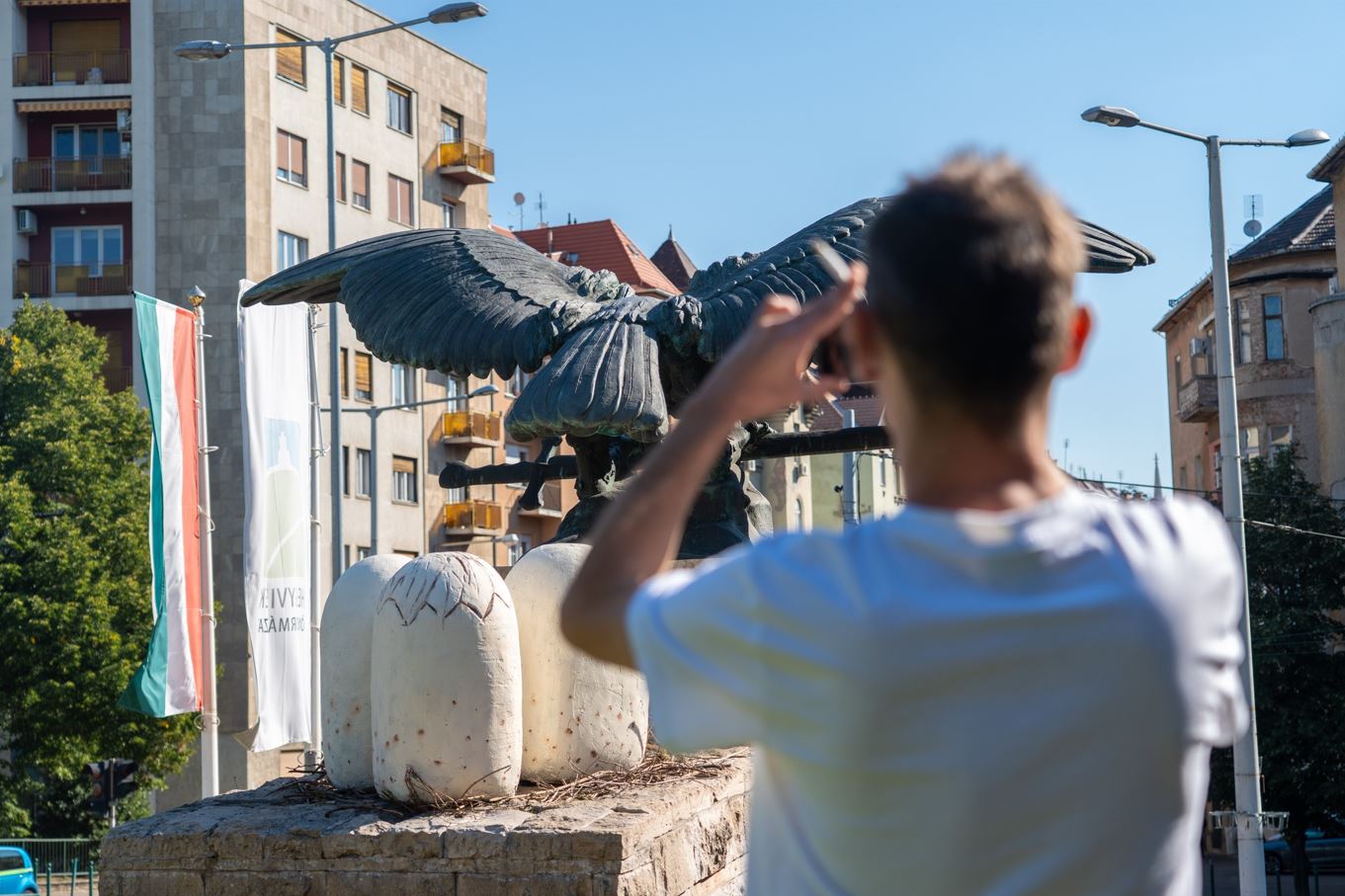 hegyvidéki Turul