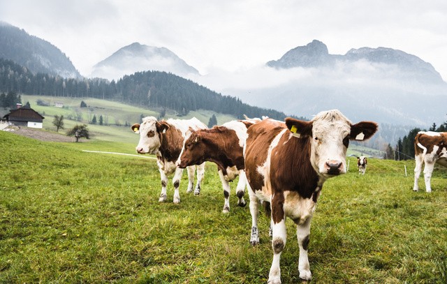 pedofília és zoofília