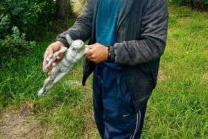 rongálás Székelyudvarhelyen