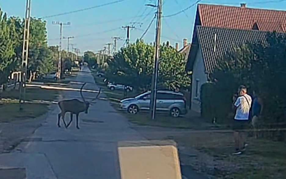 szarvasbika Mezőfalván