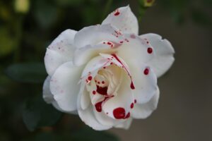 erőszakos gyermekpornográfia