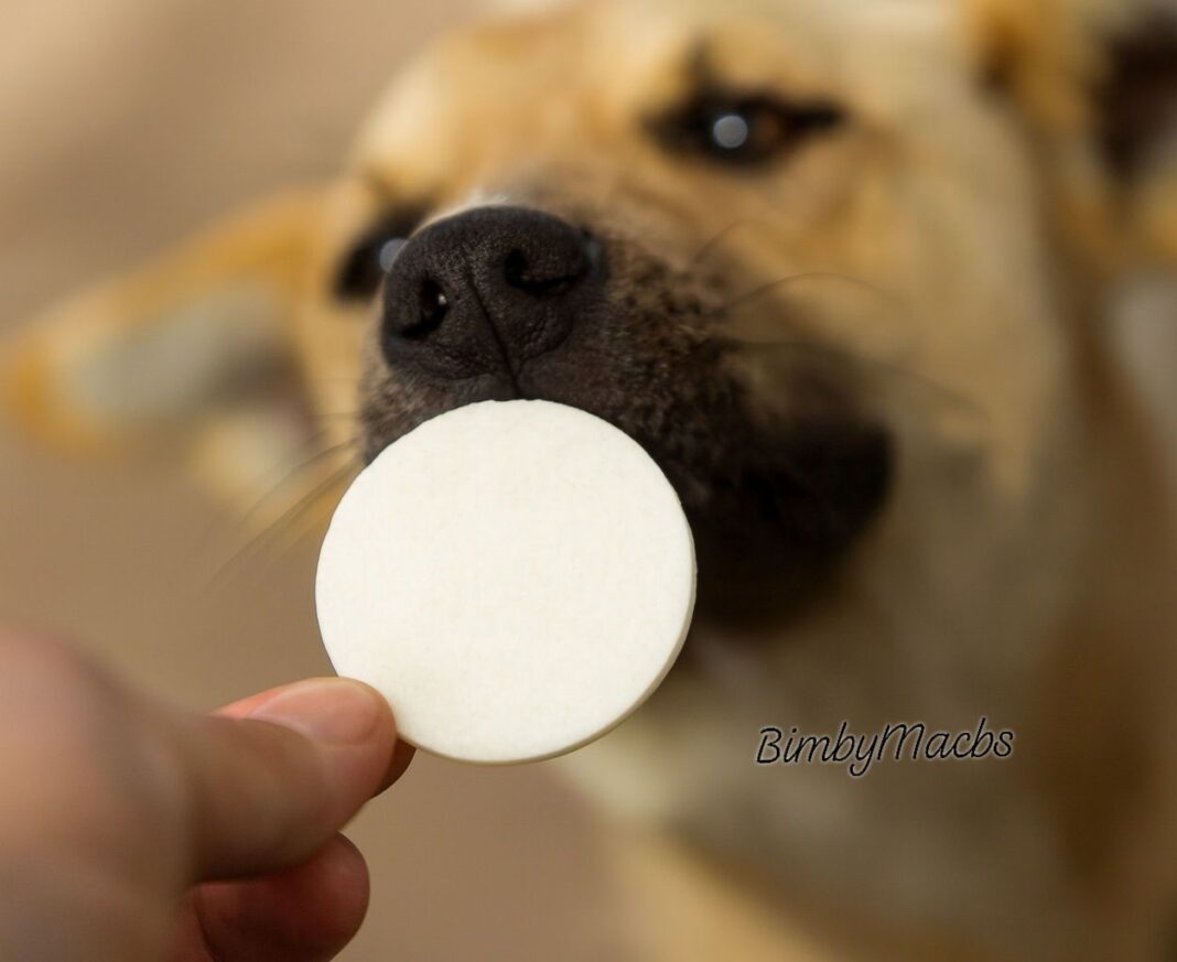 eucharisztia kutyáknak